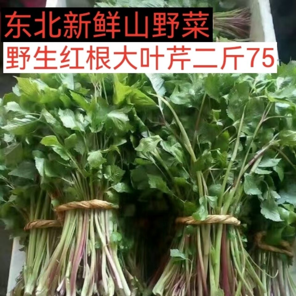 东北野生红根大叶芹清水冻山芹菜水芹野芹菜老山芹叶芹北方包邮