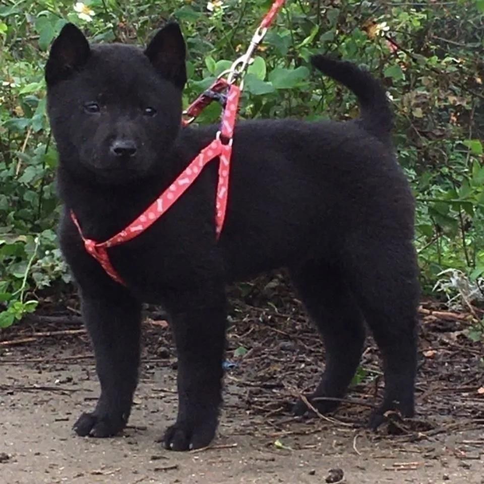 广西土猎犬纯种赶山狗幼犬狗崽狗狗活体黄色黑色虎斑犬中华田园犬【3