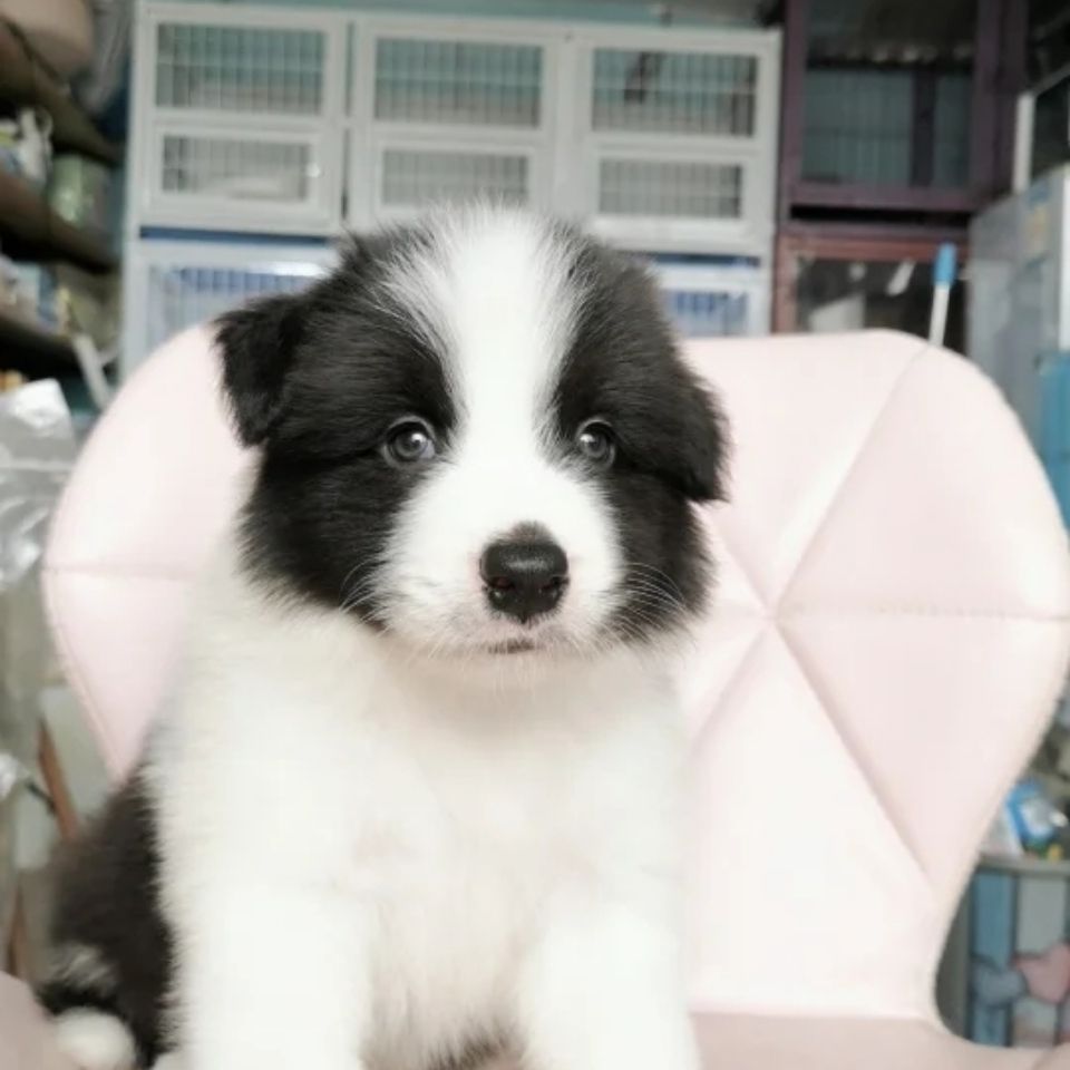 边牧边境牧羊犬纯种活体狗狗混血陨色黑白中型高智商聪明家庭幼崽