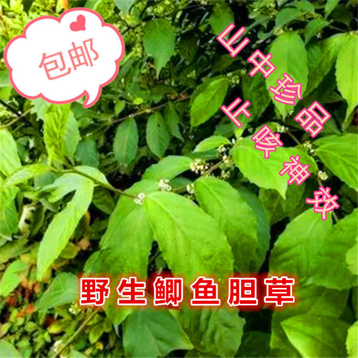 【多人在拼】野生鲫鱼胆草中草药鲫鱼胆草药止咳草节节花治咳嗽