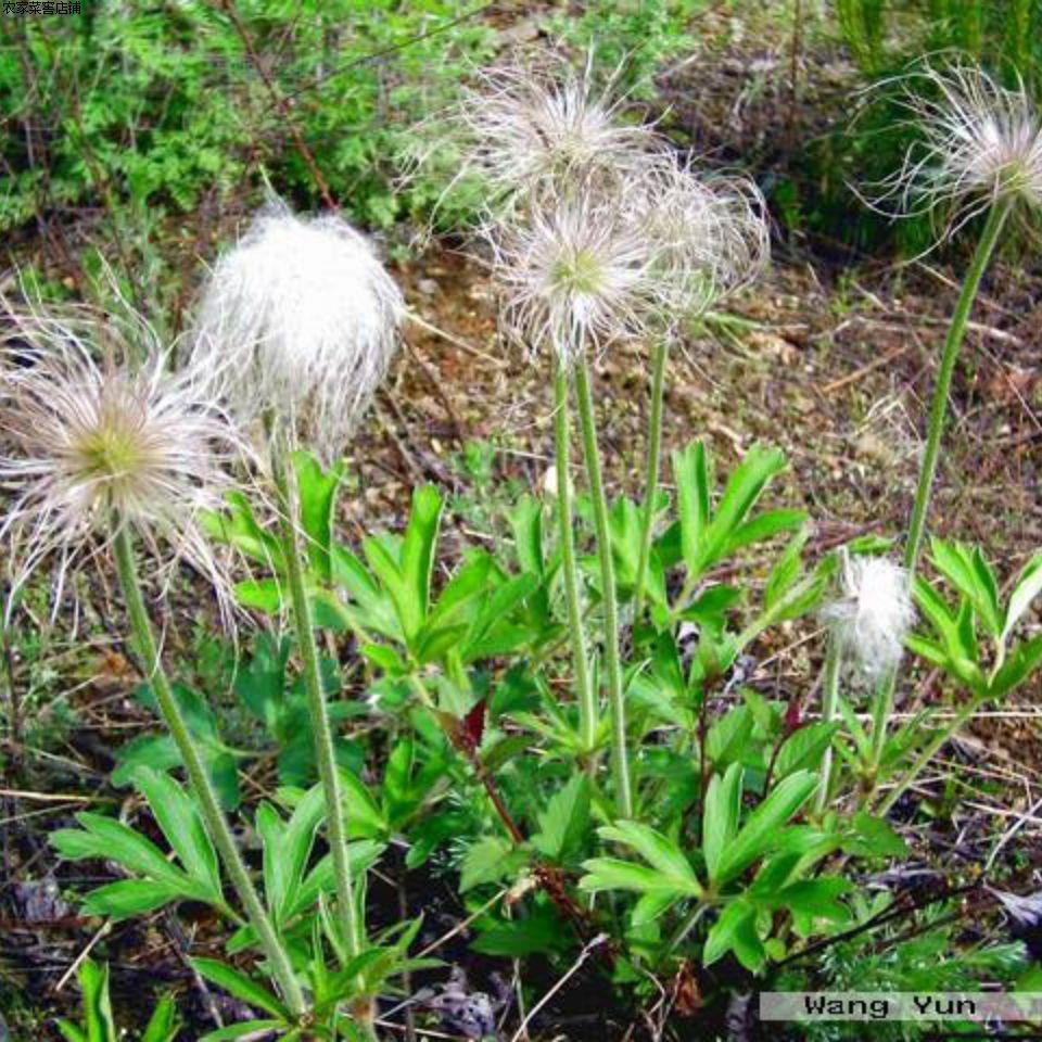毛姑朵花苗 白头翁 生于荒山坡地 易成活 草本花 美观 能治病