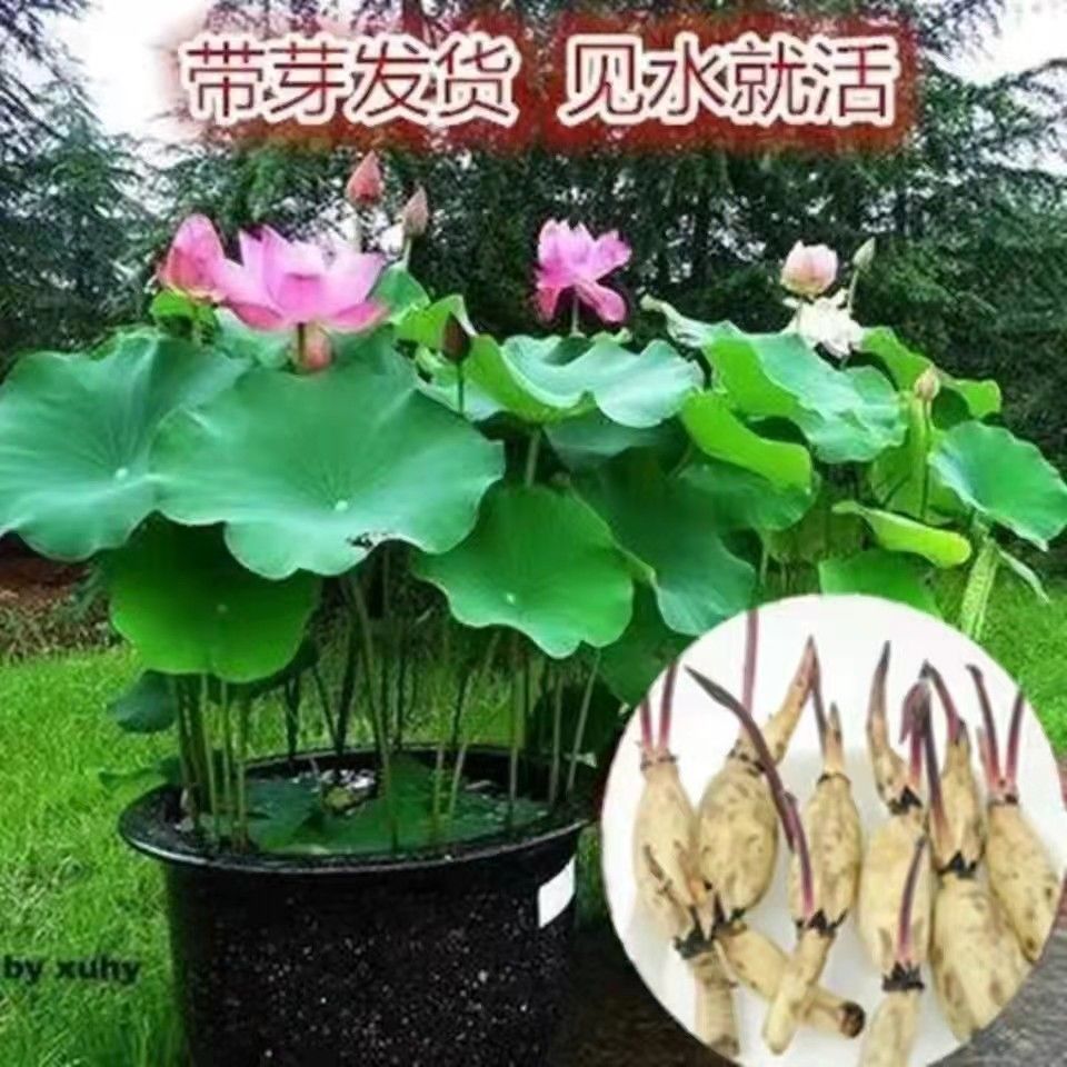 荷花苗观赏荷花莲藕种苗浅水藕种深水藕种苗食用藕苗粉藕脆藕苗