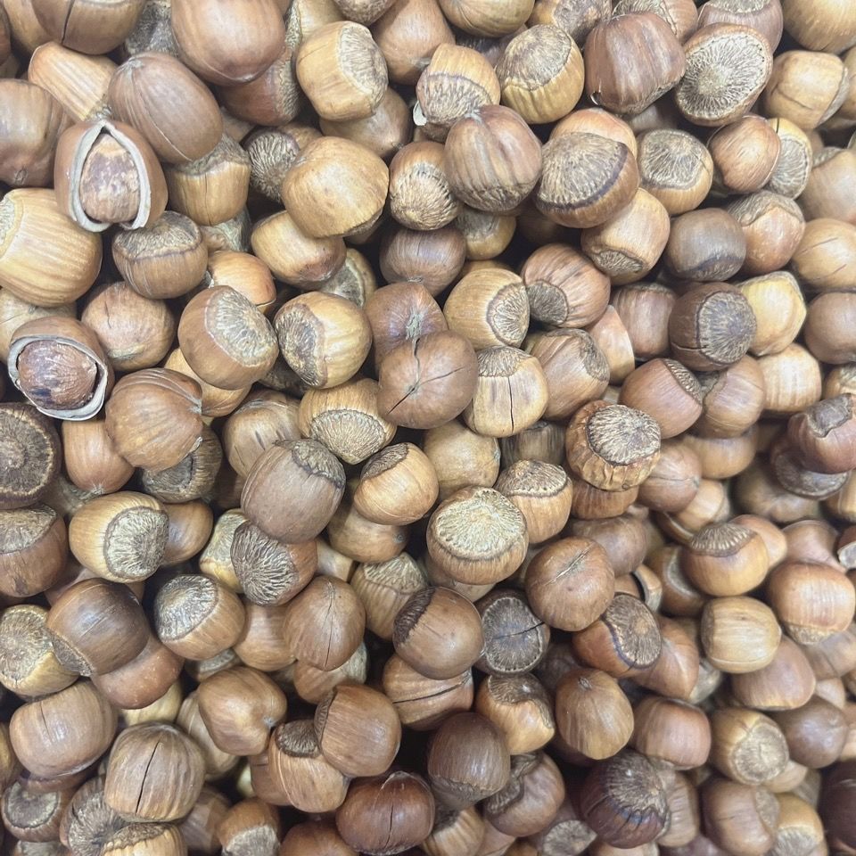 个宝个榛子东北榛子野生榛子东北特产水漏榛子手拍榛子新鲜食用