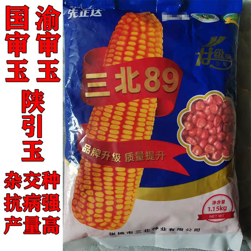 三北89玉米种子国审玉渝陕广西原装玉米种子批发矮杆大棒苞米种粮