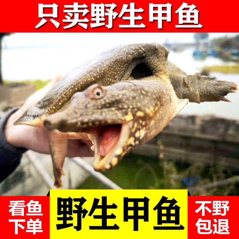 野生甲鱼鲜活老鳖王八活体原生态中华鳖淡水鱼食用鳖甲大团鱼滋补