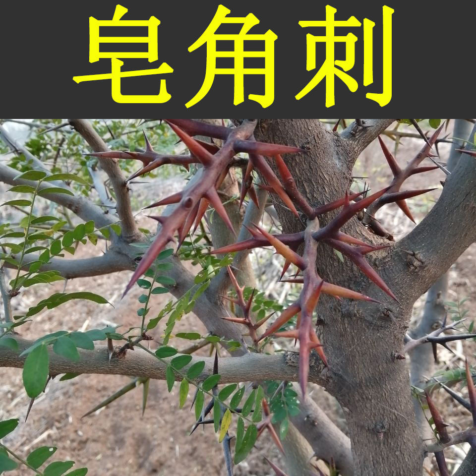 新鲜皂角刺皂刺纯刺野生皂角刺皂荚刺天丁皂刺2021新货