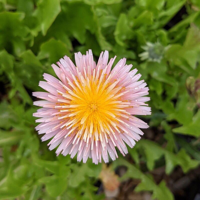 粉花蒲公英庭院花园阳台地被类植物可爱花卉12cm简盆春天开花好养