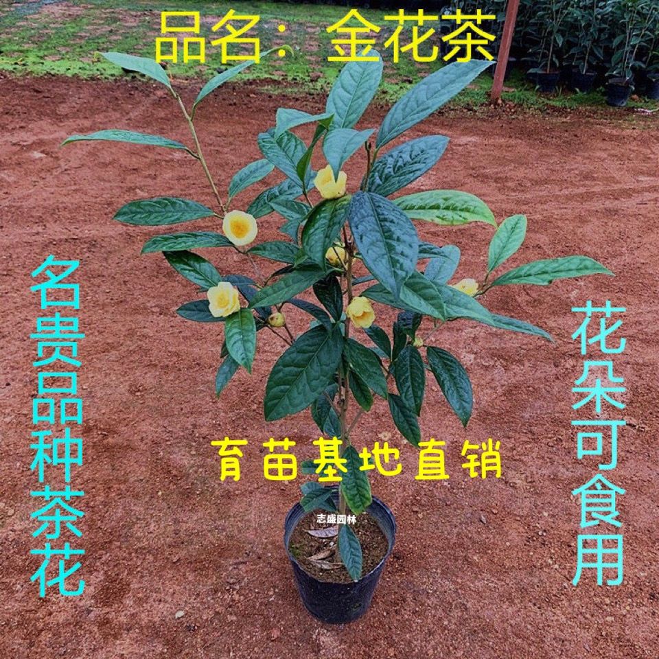 防城金花茶树苗盆栽植精品苗名贵茶花品种 茶树苗 金花茶盆栽