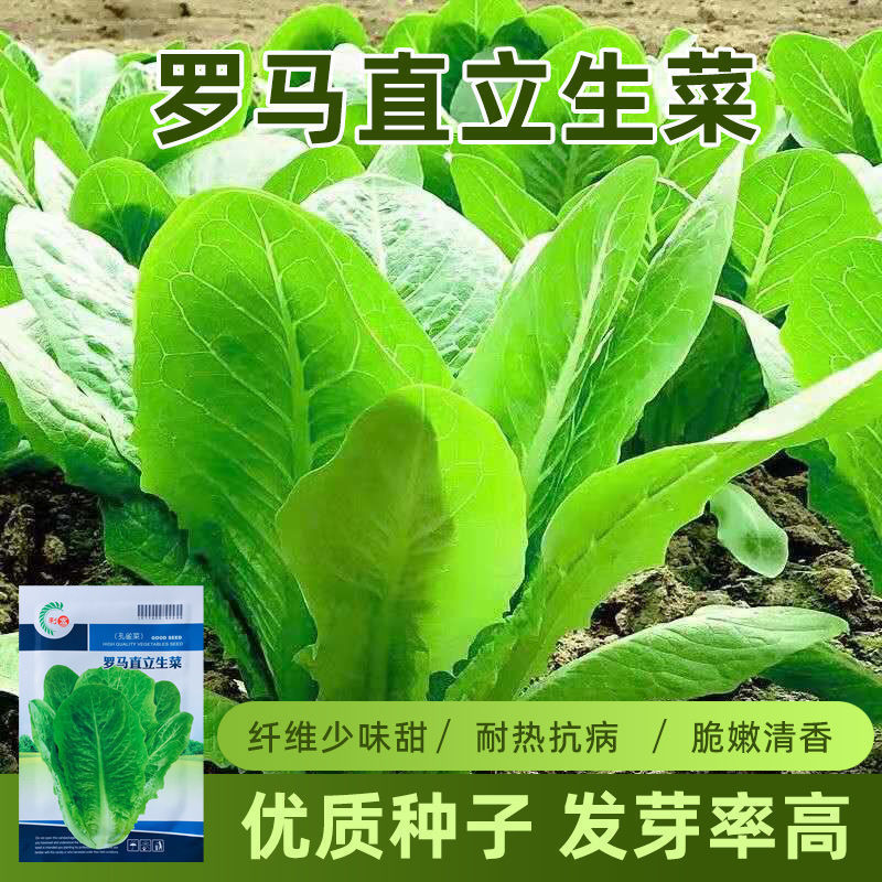 罗马直立生菜种子大叶速生菜种子四季播种可生吃沙拉生菜蔬菜种子