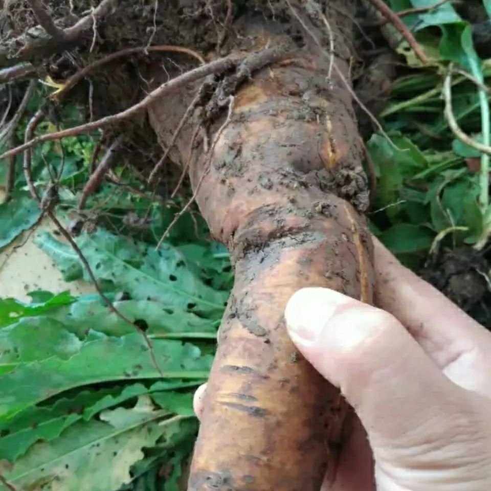 秦岭野生土大黄 菠菜 新鲜血三七 洋铁叶子根 牛西西羊蹄根牛舌草