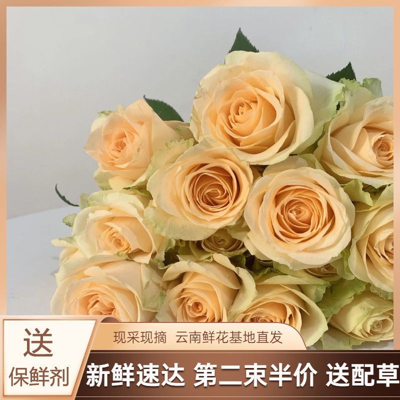 【现摘现发】玫瑰花鲜花云南基地直发香槟玫瑰真花花束水养批发