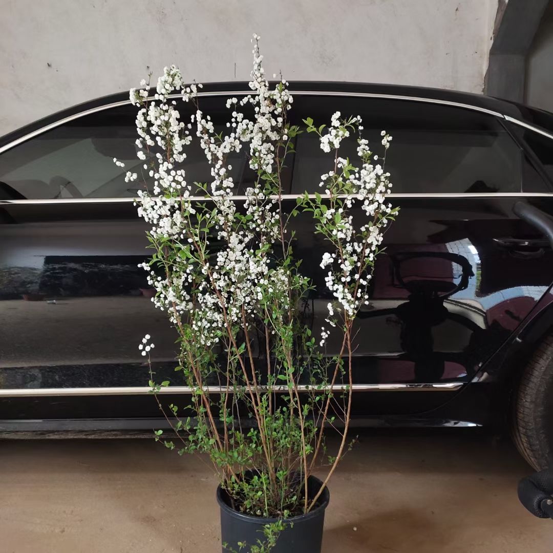 耐寒雪柳植物喷雪花苗盆栽花卉绿植珍珠梅绣线菊庭院大苗雪柳树苗 虎窝拼