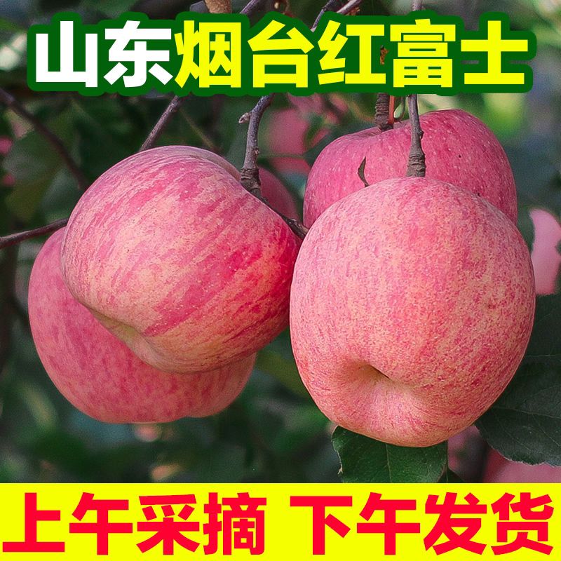 山东烟台栖霞红富士苹果新鲜水果大甜脆5/10斤批发好吃的冰糖心