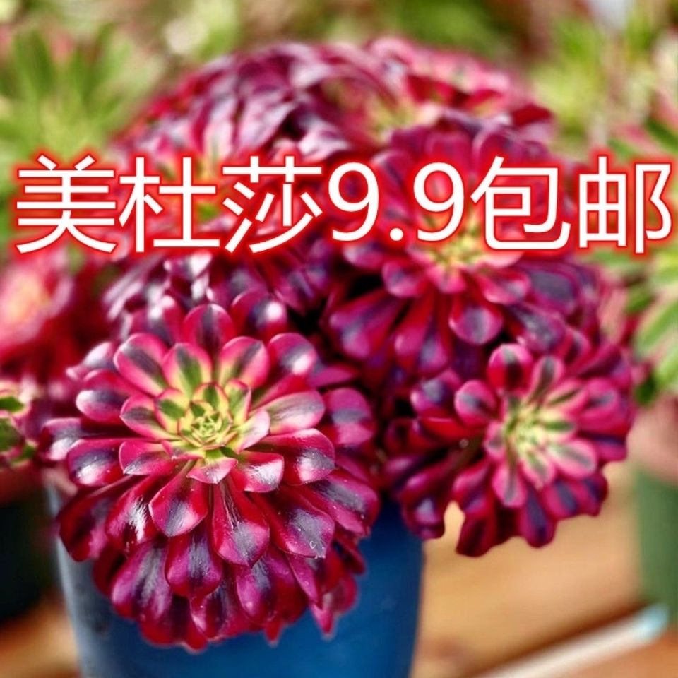 法师多肉植物美杜莎黑铜壶水墨画红覆轮锦老桩超大颗手捧特价清仓