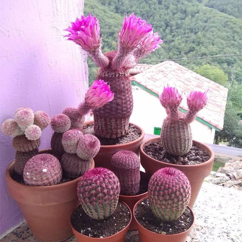 红太阳仙人球懒人植物开大花实生紫太阳易好养植物盆栽 虎窝拼