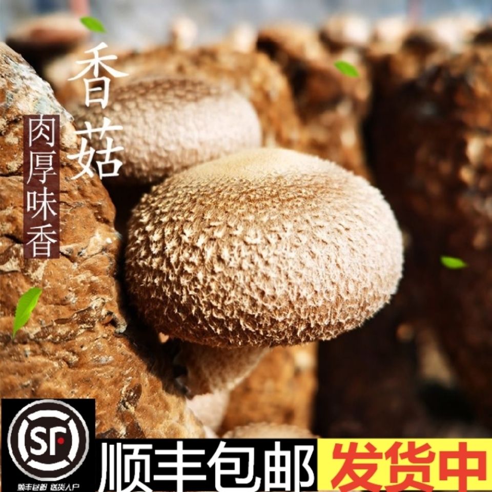香菇新鲜批发香菇第一名香菇肉精品香菇蘑菇菌菇煲汤火锅香菇零售