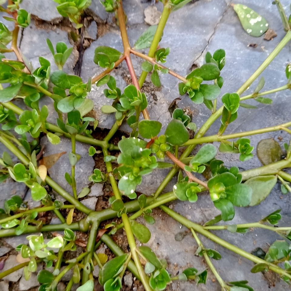 野生野菜马齿苋五行草五行菜石竹目五方草马苋长寿菜湿/干品包邮【3月