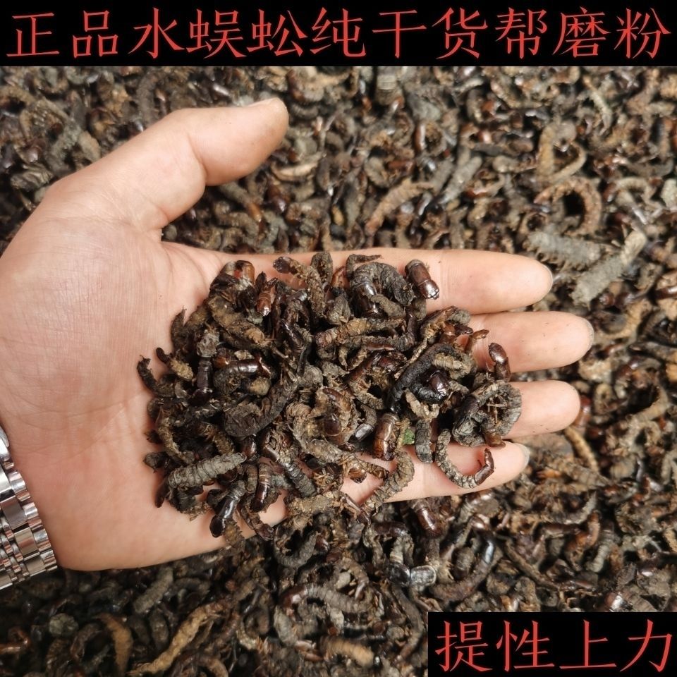 正品画眉提性水蜈蚣爬沙虫贵州河虫提性上力提升战斗力干货帮磨粉