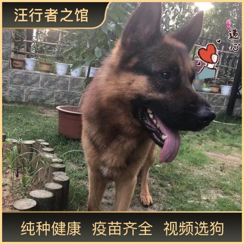 家养德牧活体幼犬德国牧羊犬混血狼犬黑背弓背警犬大型犬宠物狗狗