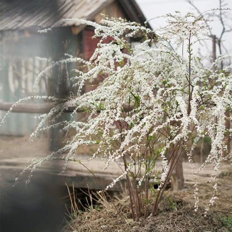 耐寒雪柳植物喷雪花苗盆栽花卉绿植珍珠梅绣线菊庭院大苗雪柳树苗 虎窝拼