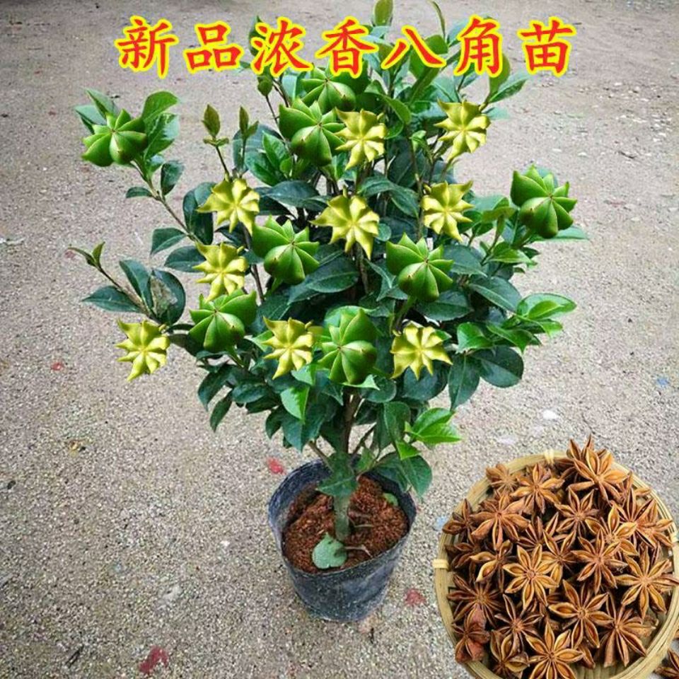 浓香八角树苗茴香树苗花盆庭院四季种植耐寒植物易管理南北方种植