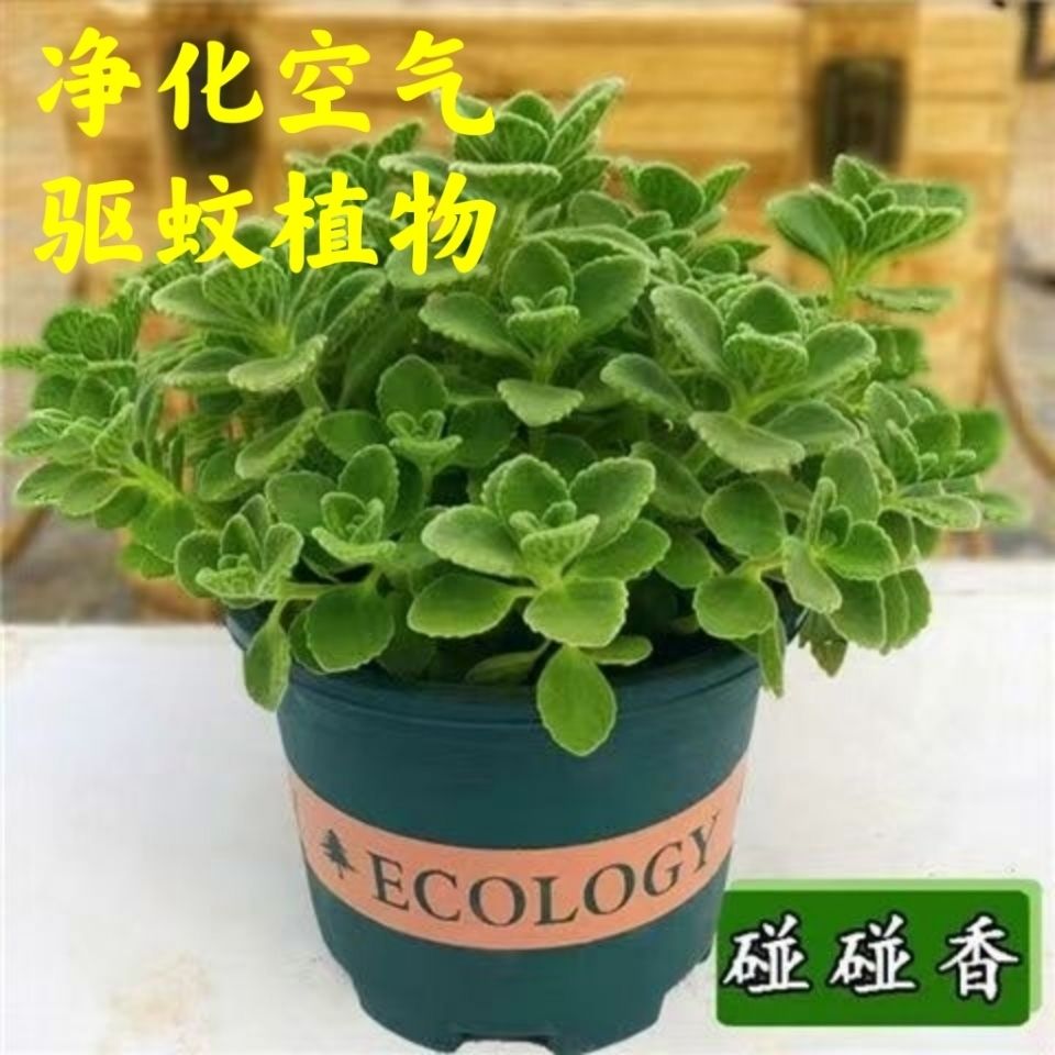 碰碰香带香味绿植室内盆栽客厅除异味净化空气植物驱蚊虫一抹香花