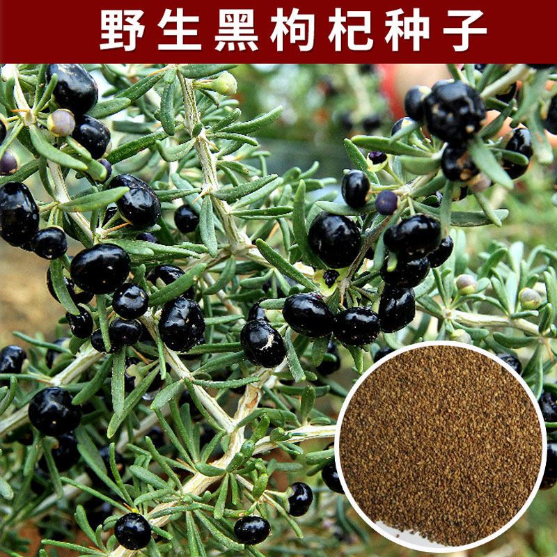 野生黑枸杞种子枸杞种籽食用药材青海枸杞滋补易活多年生四季蔬菜