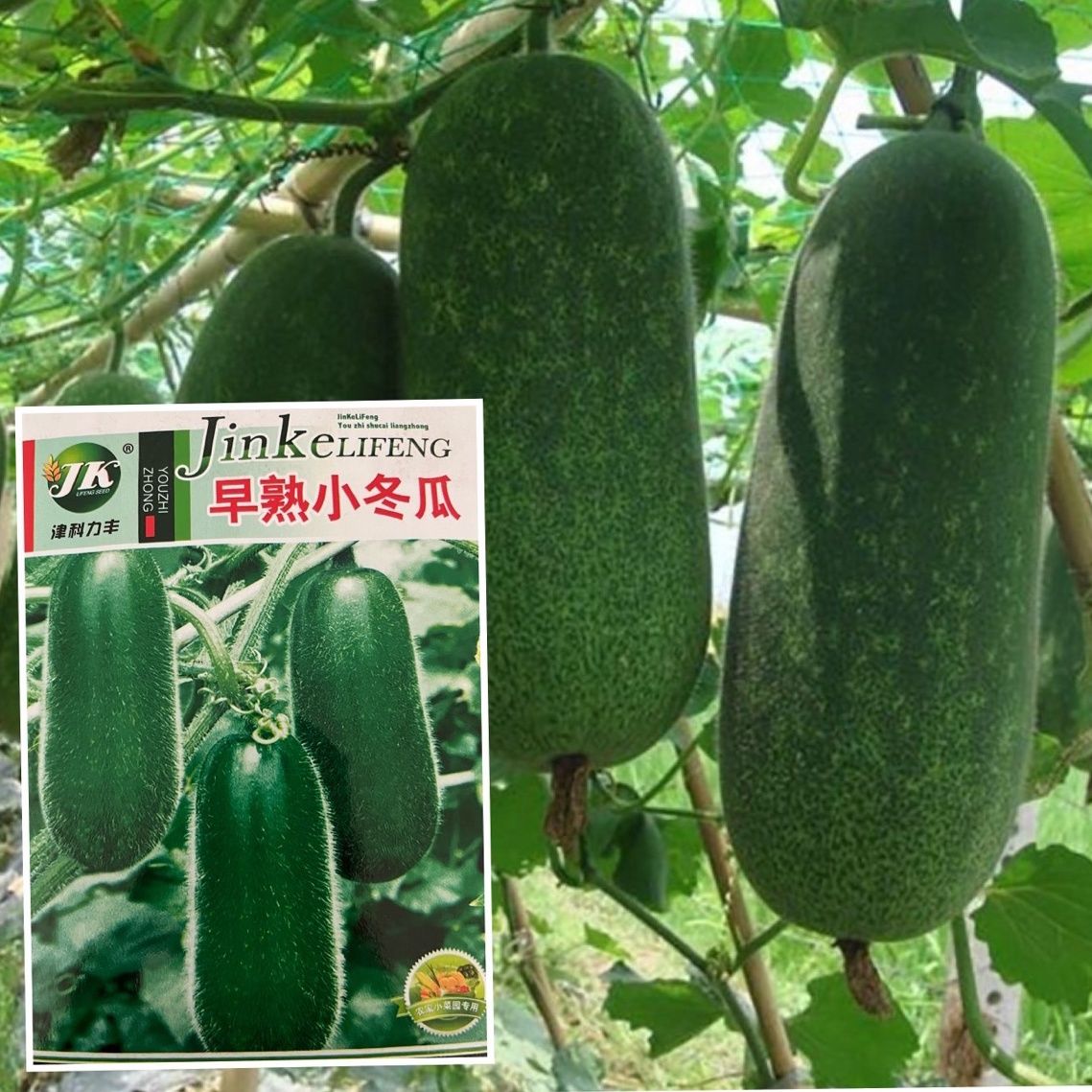 早熟小冬瓜种子毛冬瓜小节瓜迷你水果冬瓜子四季播高产蔬菜种孑籽