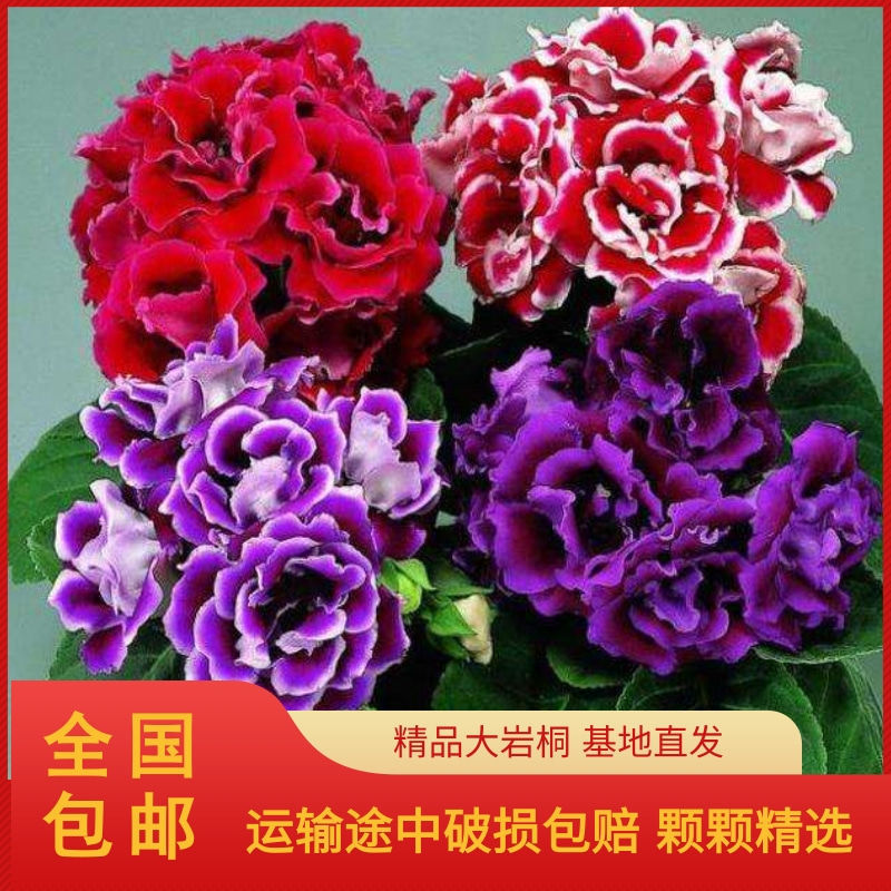 重瓣大岩桐花卉盆栽花苗富贵芙蓉花室内阳台植物四季开花易养活