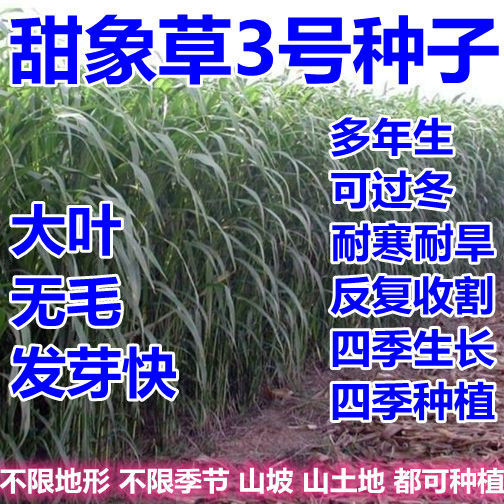 无毛耐寒甜象草3号牧草种子多年生四季常青高产养猪牛羊鱼像草籽