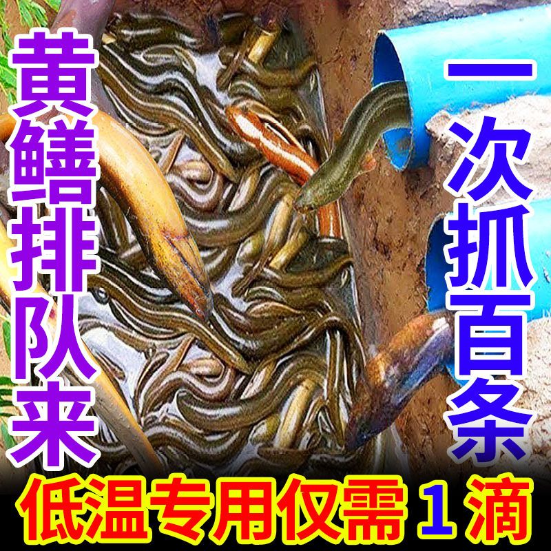 黄鳝诱食剂【一次捉上百条】诱黄鳝小药抓黄鳝神器捉黄鳝专用饵料