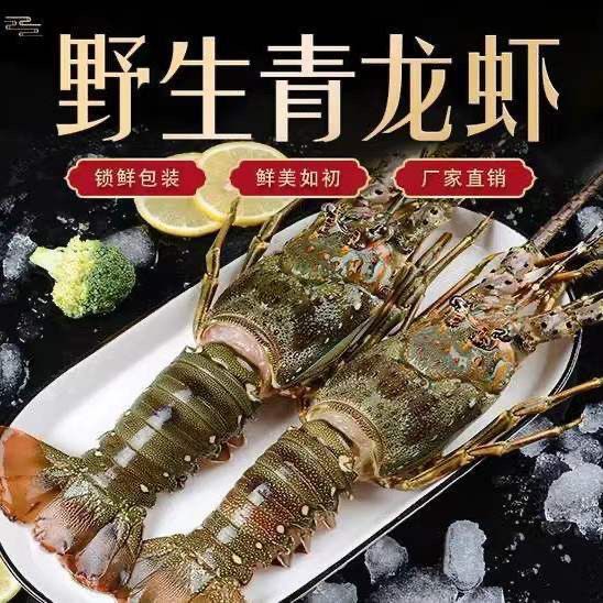 大龙虾野生青龙虾速冻海鲜水产新鲜活冻小青龙澳龙虾