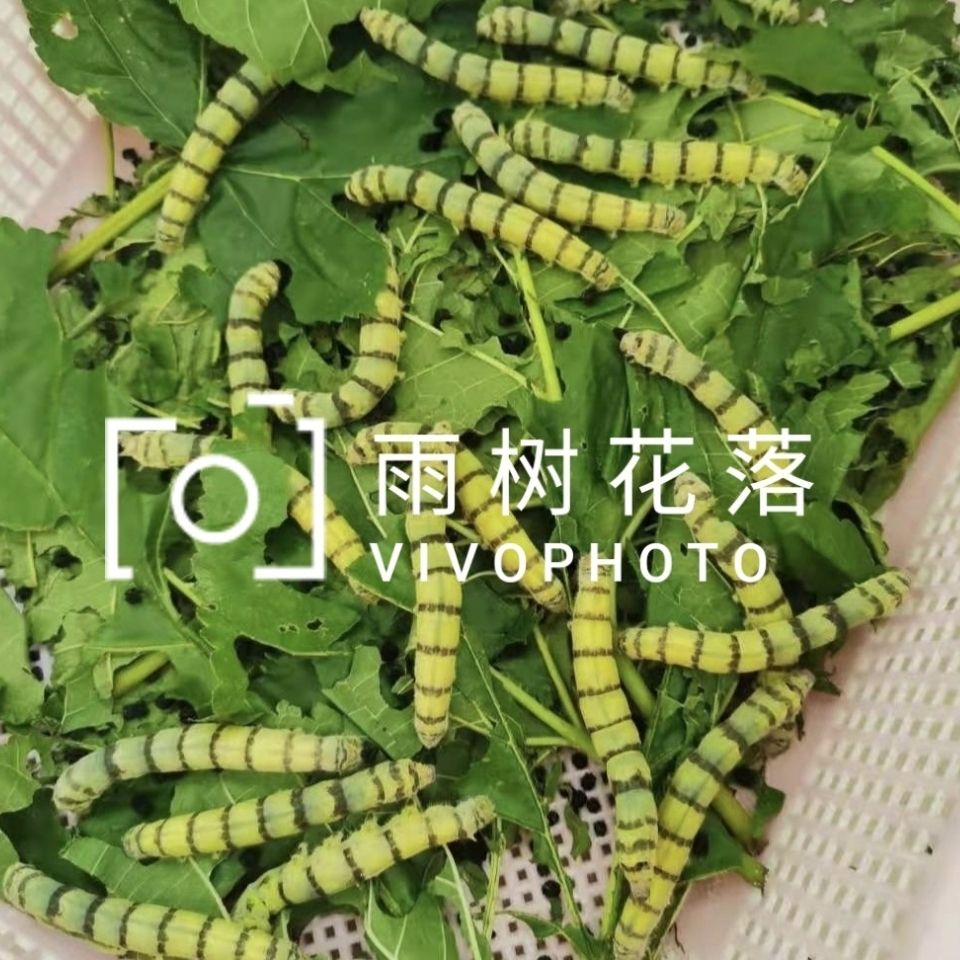 蚕宝宝稀有品种宠物蚕宝宝龙角黑虎斑马黑茶茶斑半野野三元活体【3月