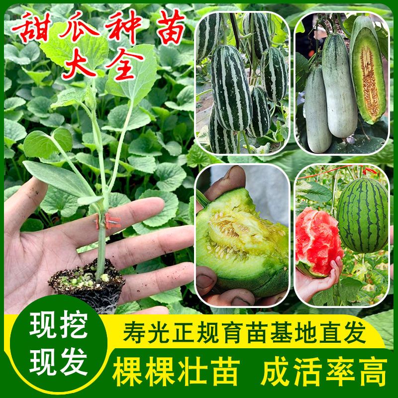 羊角蜜甜瓜种苗冰糖蜜罐瓜苗香瓜苗盆栽水果博洋9号易活甜如蜜