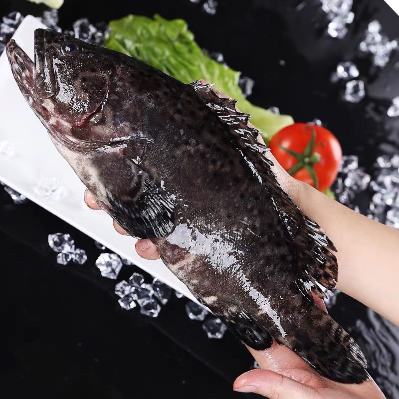 石斑鱼新鲜海鱼海鲜水产野生鱼东星斑老虎斑酒店烧烤食材批发