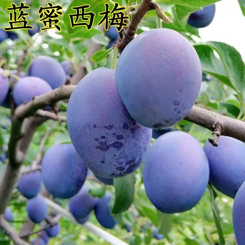 嫁接新品种李子苗西梅女神李子树苗李子果树苗南北方种植当年结果