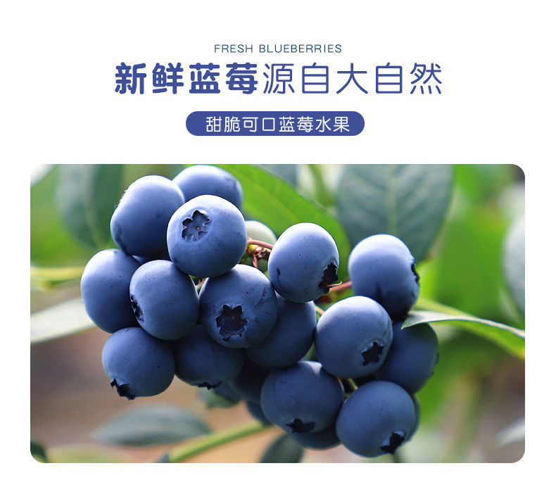  蓝莓水果现新鲜蓝莓现摘现发水果辅食2盒4盒6盒8盒批发