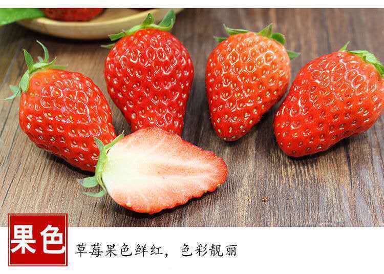 草莓新鲜现摘商用烘培果饮草莓水果孕妇水果一整箱