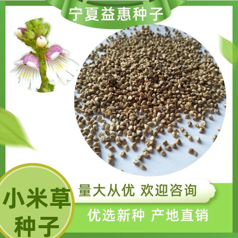 小米草草籽牛草草种牧草种子小米草种子湖南穗子量大优惠一件包邮