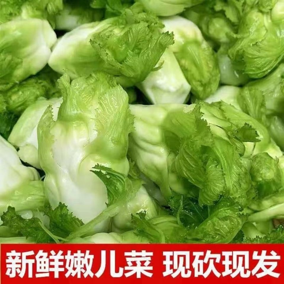 新鲜儿菜娃娃菜贵州露天种植现砍现发制作酸菜泡菜腌菜榨菜原材料