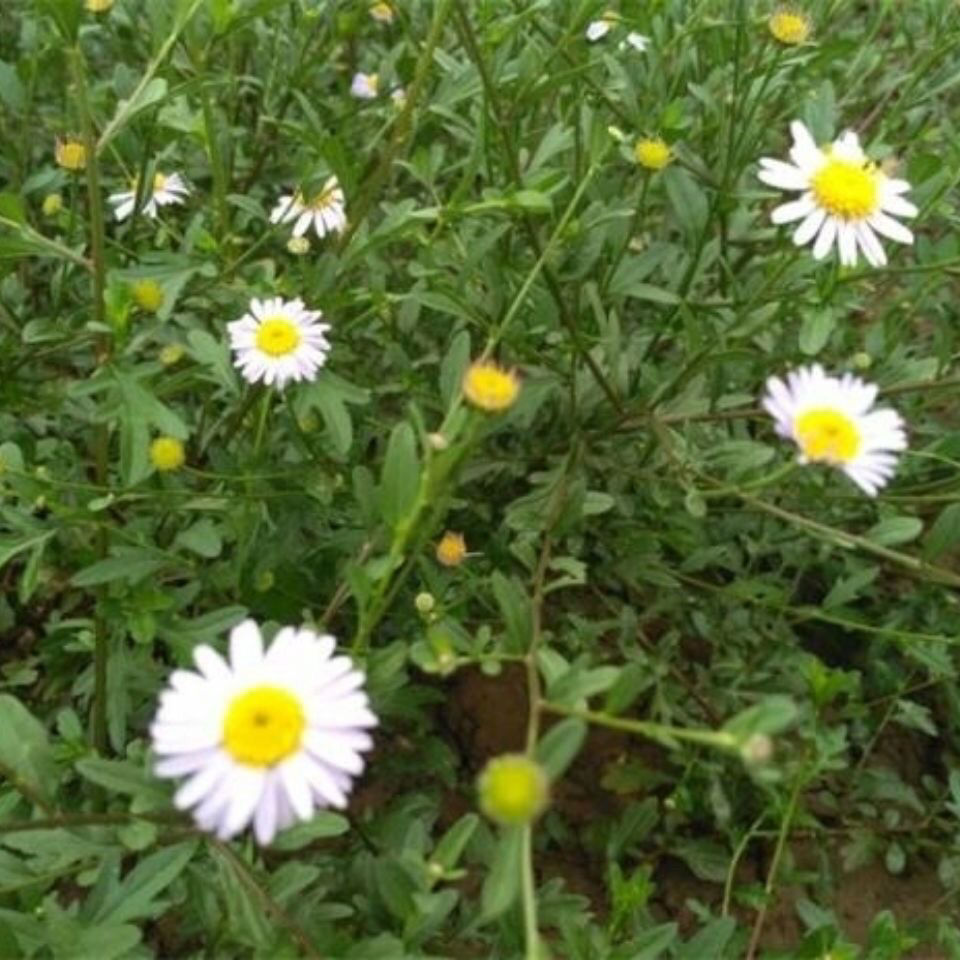 野生马兰草 中药材 马兰草 路边菊 蟛蜞 鱼鳅串 田边菊500克晒干