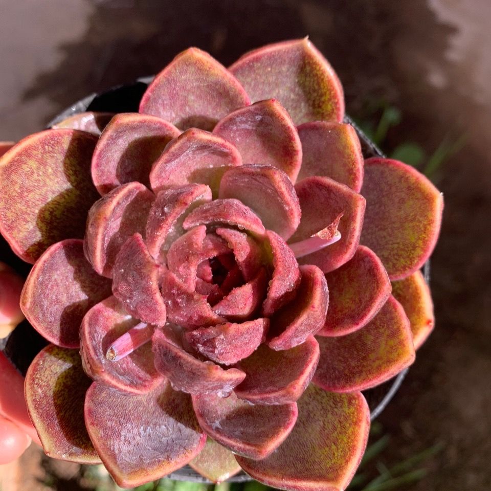 多肉植物紫水晶冠幅11cm以上阳台花卉盆栽满48包邮吸甲醛容易养净