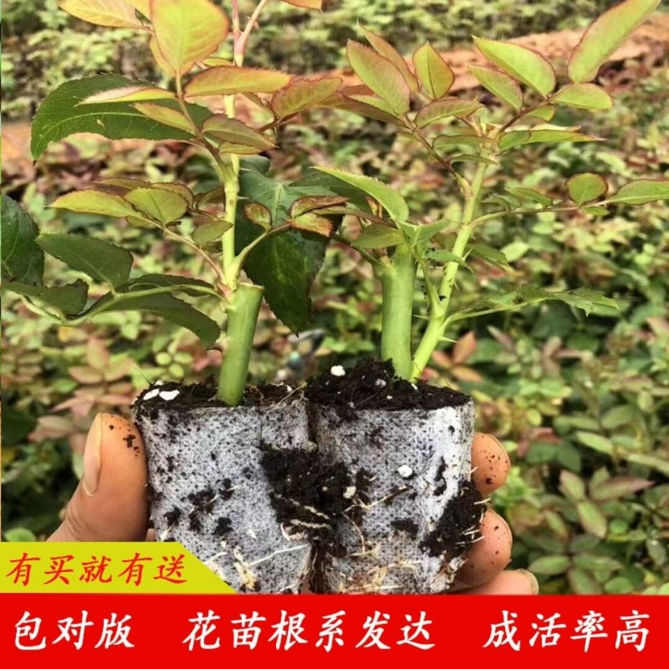 正宗云南玫瑰花苗10棵带土扦插多色月季蔷薇枝条盆栽庭院绿植花卉