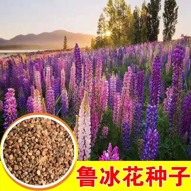 鲁冰花种子四季种易活室外庭院阳台盆栽羽扇豆耐寒七彩花种子大全