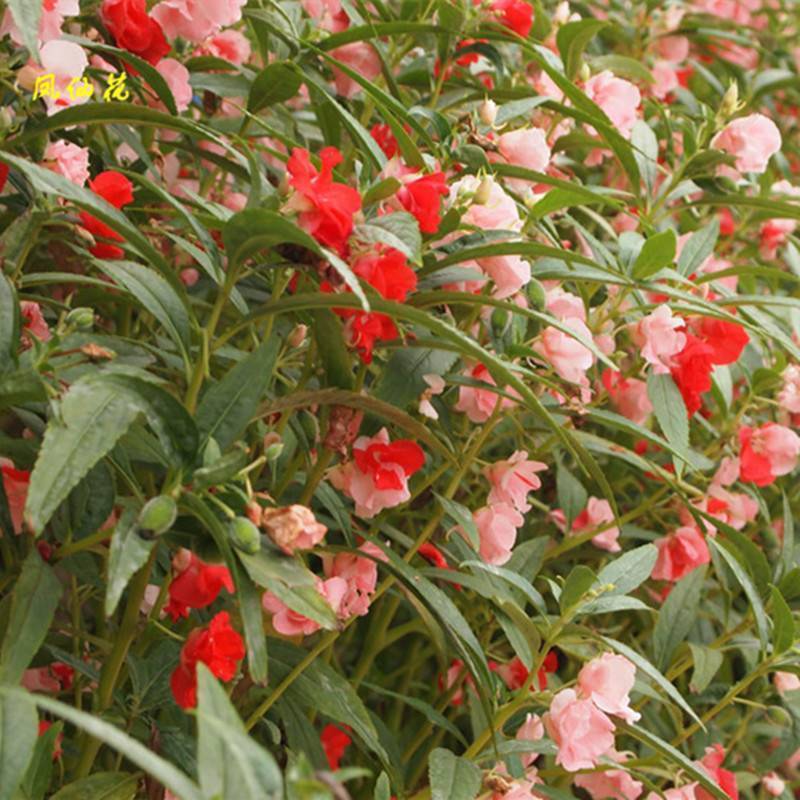 单瓣凤仙花种子 指甲花凤仙茶花种籽四季播易活庭院盆载 花籽