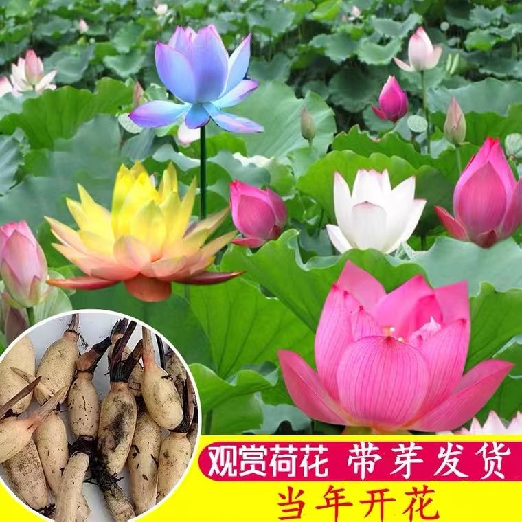 【五彩荷花】可观赏可食用 盆栽水卉 藕苗 产地直销精品藕莲 藕苗