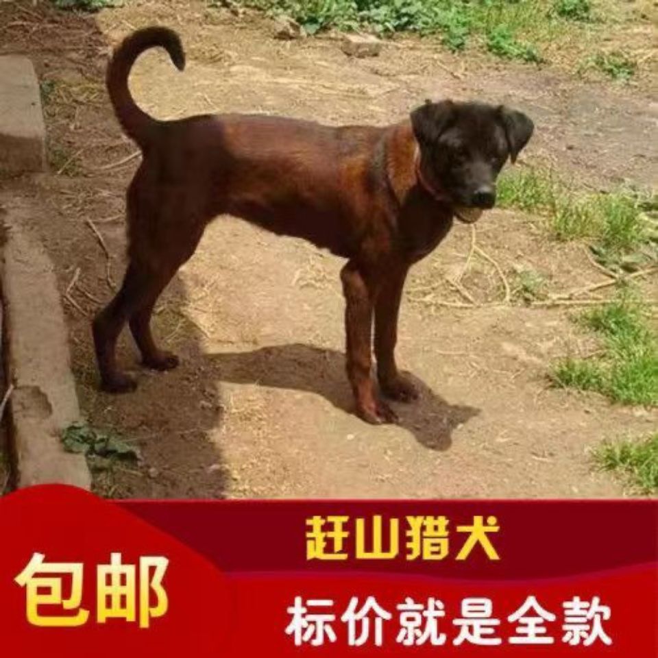 青川狩猎犬山地猎狗四川东猎犬凉山犬撵山犬赶山狗小狗狗活物真狗