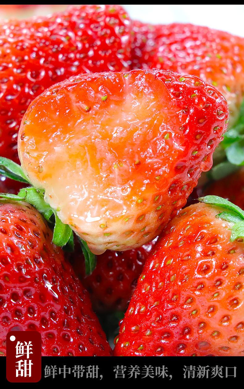  现摘新鲜草莓四川凉山草莓水果奶油红颜99冬草莓商用烘焙批发包邮