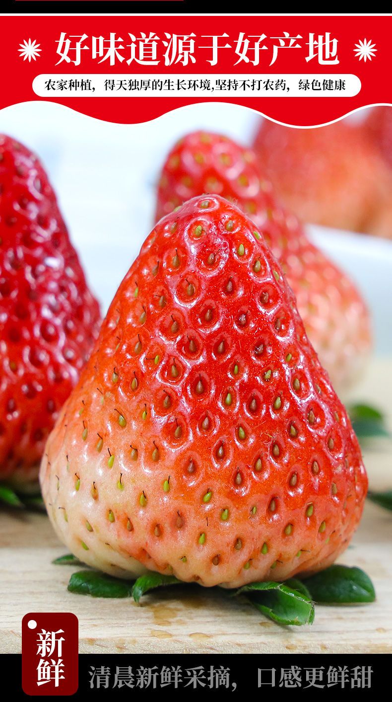  现摘新鲜草莓四川凉山草莓水果奶油红颜99冬草莓商用烘焙批发包邮