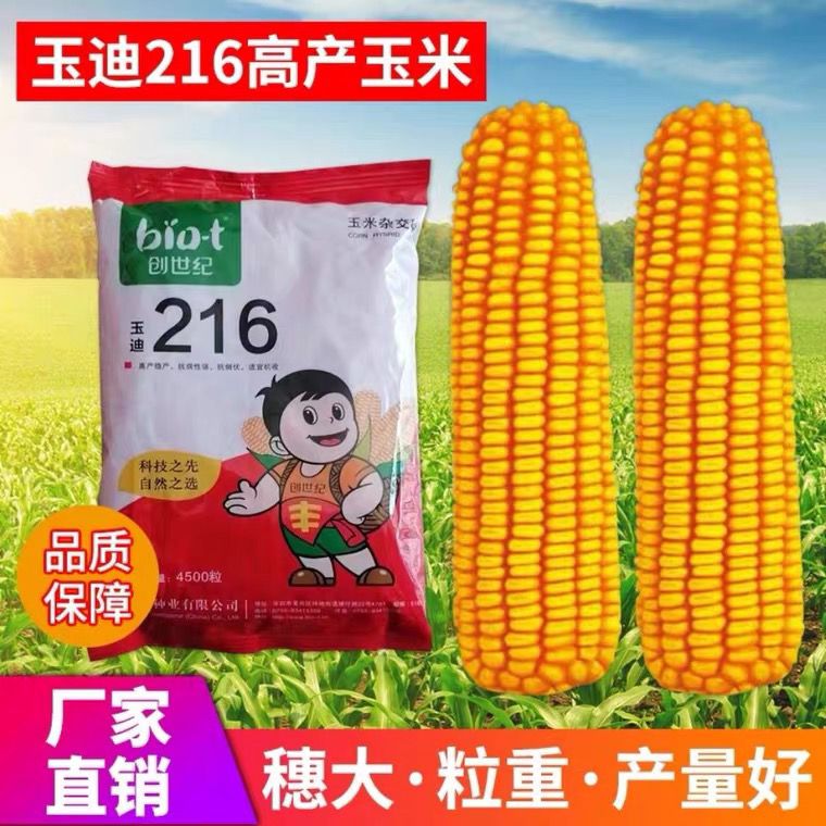 玉迪216高抗玉米种红轴深马牙耐高温不花粒亩种三千八个个顶呱呱